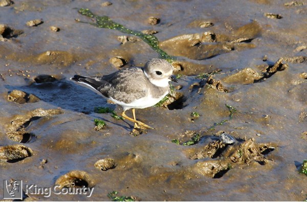 Photo of Charadrius semipalmatus